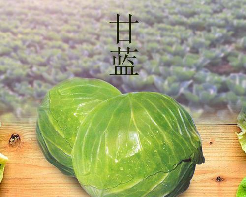 甘蓝菜和包菜，它们到底是一种菜吗（探究甘蓝菜和包菜的区别与联系）