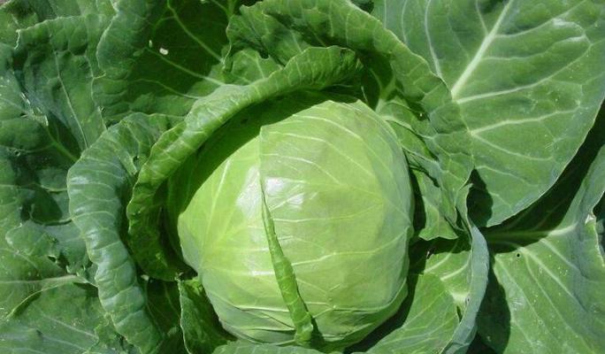 甘蓝菜种植的最佳月份（掌握合适的时机）