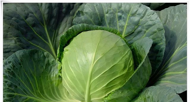 甘蓝菜和大头菜有什么区别？