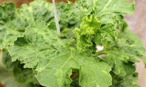 甘蓝黄叶病防治药品推荐（选择正确药品）