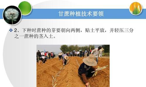 夏甘蓝种植指南（时间、方法、技巧）
