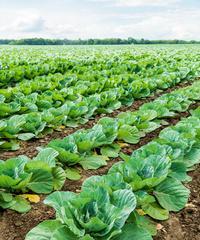 夏甘蓝种植指南（时间、方法、技巧）