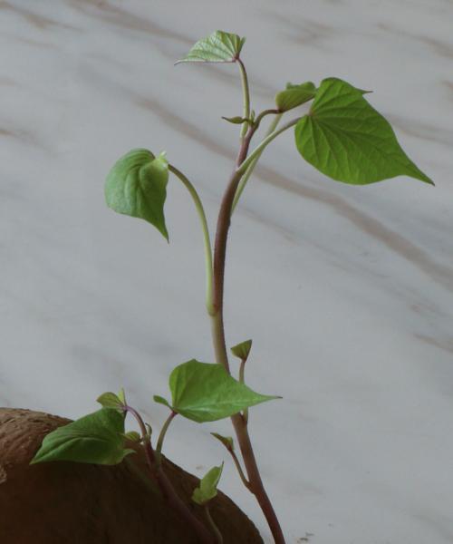 甘薯到底是块根还是块茎（解密甘薯的身份）