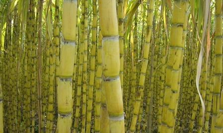 甘蔗种植全攻略（从选种到收割）