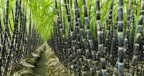 甘蔗种植全攻略（从选种到收割）