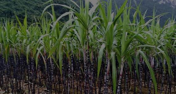 甘蔗种植和收获全攻略（时间节点）
