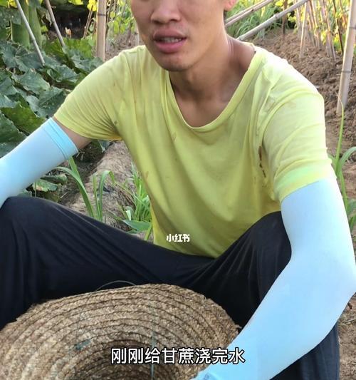 甘蔗的浇水频率（合理浇水）