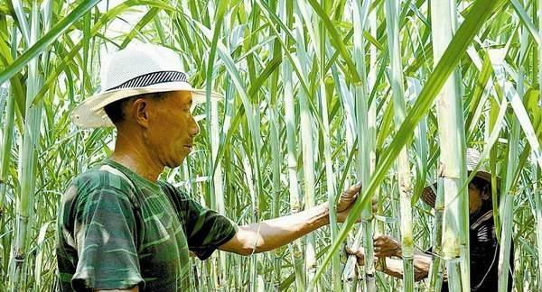 甘蔗肥料管理指南（施肥时间）