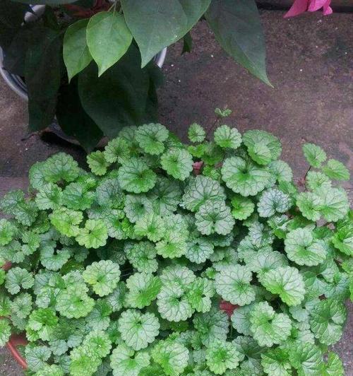 甘蔗开花的预兆与寓意（解读甘蔗开花）