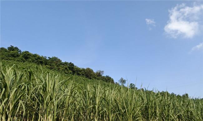 甘蔗（种植）