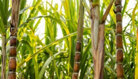 了解甘蔗的种植、用途和营养（了解甘蔗的种植）