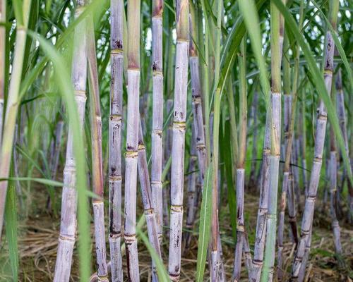 了解甘蔗的种植、用途和营养（了解甘蔗的种植）