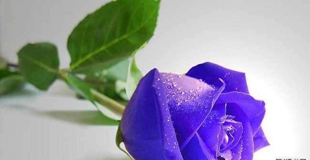 玫瑰花语之爱的承诺（11朵玫瑰代表的情感与祝福）
