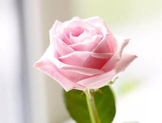 玫瑰花语之爱的承诺（11朵玫瑰代表的情感与祝福）