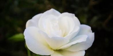 玫瑰花语之爱的承诺（11朵玫瑰代表的情感与祝福）