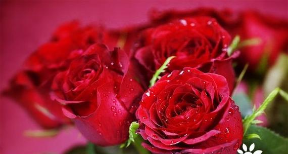 21朵玫瑰花的花语——爱意满满的告白（用花语向心上人传达深情）