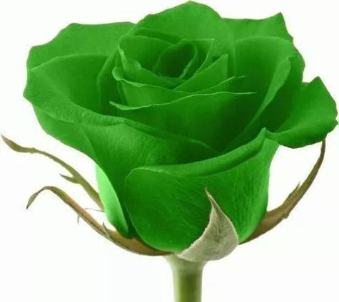 21朵玫瑰花的花语——爱意满满的告白（用花语向心上人传达深情）