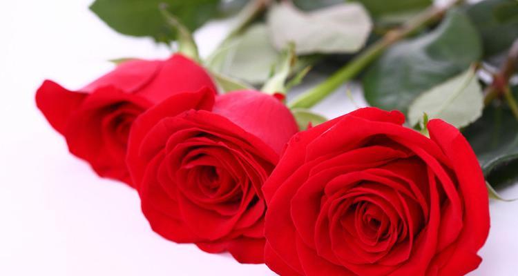 24朵玫瑰的象征意义（玫瑰花语及其影响力）