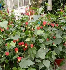 灯笼花在风水中代表什么？它有哪些作用和效果？
