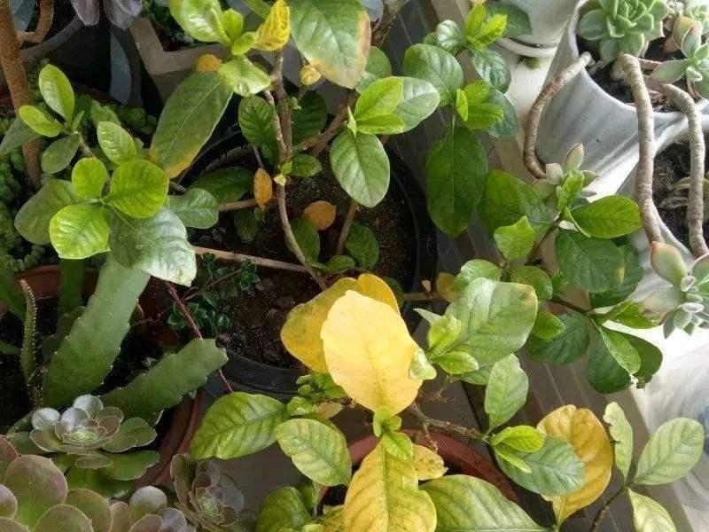 灯笼花光长叶子不开花怎么办？原因及处理方法是什么？