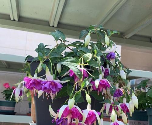 灯笼花光长叶子不开花怎么办？原因及处理方法是什么？