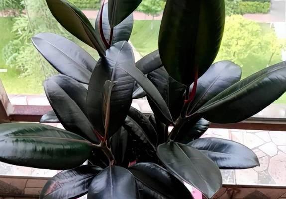 灯笼花光长叶子不开花怎么办？原因及处理方法是什么？