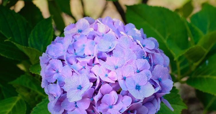 绣球花的花语是什么？如何正确解读绣球花的含义？