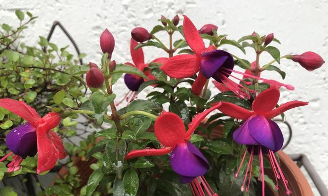灯笼花好养吗？养殖方法和养护要点是什么？