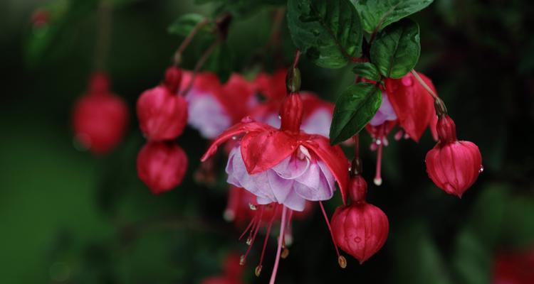 灯笼花和蒲公英是一种植物吗？它们的区别是什么？