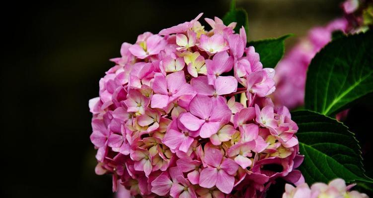绣球花花语代表什么？绣球花的含义有哪些常见疑问解答？