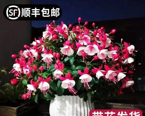 灯笼花水培可行吗？如何正确进行水培生根？