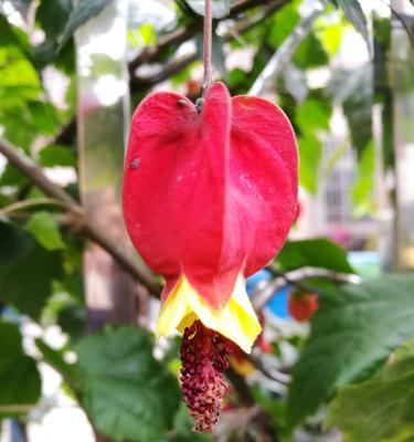 灯笼花的花期是多久？开花时间是什么时候？