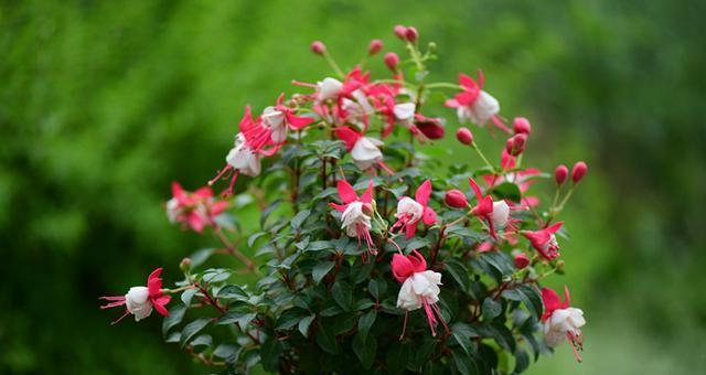 灯笼花适合家里养吗？家养灯笼花风水好吗？