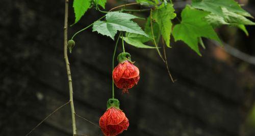 灯笼花适合家里养吗？家养灯笼花风水好吗？