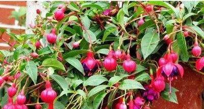 灯笼花适合家里养吗？家养灯笼花风水好吗？
