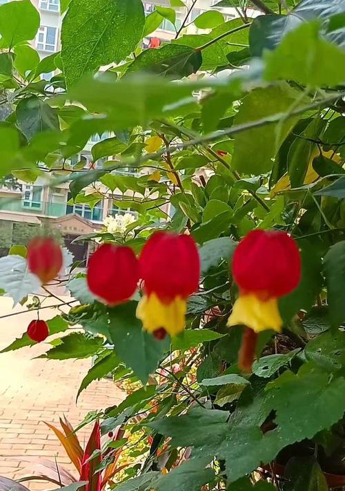 灯笼花叶子发黄怎么办？如何正确处理和预防？