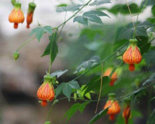 灯笼花叶子发黄怎么办？如何正确处理和预防？