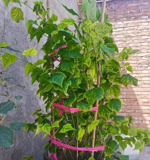 灯笼花应该用大盆还是小盆种植？哪种更有利于生长？