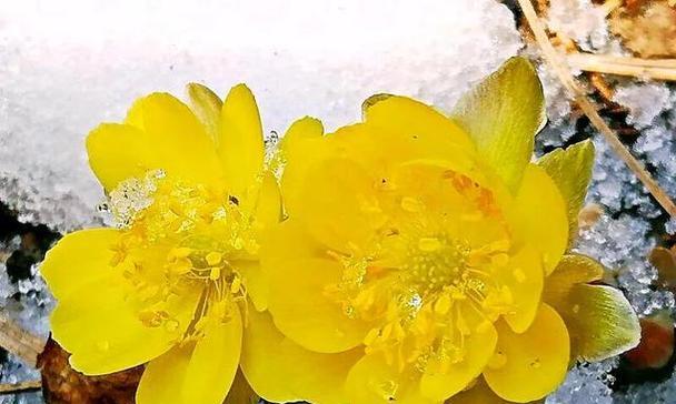 雪莲花代表什么花语？它的象征意义有哪些？