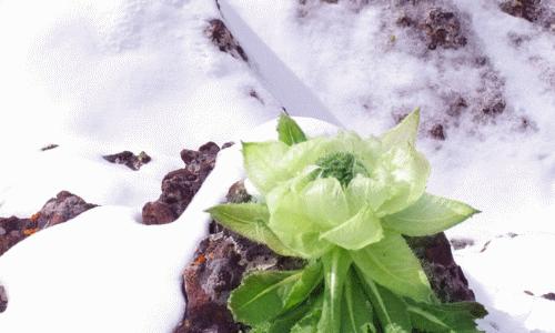 雪莲花花语是什么？如何用雪莲花表达爱意？