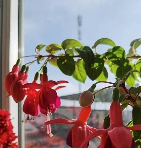 灯笼花修剪方法有哪些？如何正确修剪灯笼花？