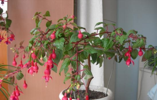 灯笼花修剪方法有哪些？如何正确修剪灯笼花？