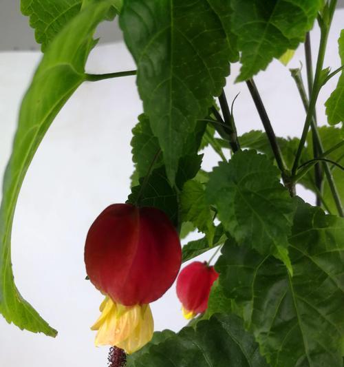 灯笼花种子怎么种植？种植过程中常见问题有哪些？