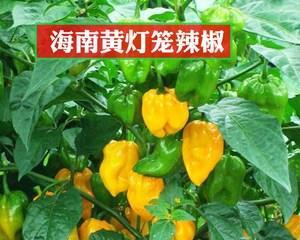 灯笼椒能生吃吗？生吃灯笼椒的好处和风险是什么？