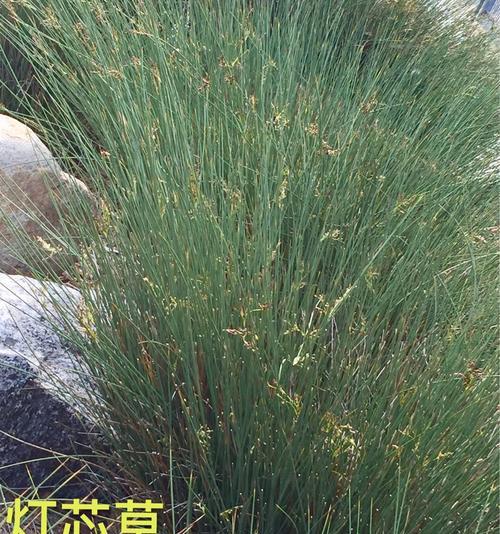 灯心草别名有哪些？灯心草的其他称呼是什么？