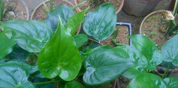 滴水观音浇水频率是多少？如何正确养护？