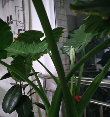滴水观音多久开花一次？如何促进其开花周期？