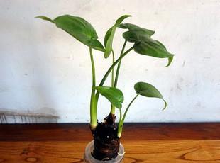 滴水观音种植时选择大盆还是小盆好？如何决定？