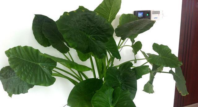 滴水观音种植时选择大盆还是小盆好？如何决定？