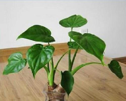 滴水观音种植时选择大盆还是小盆好？如何决定？